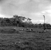 Vale de Igarapé com gado leiteiro e pequenos açudes na Colônia Apolônio Sales junto a cidade de Rio Branco (AC)