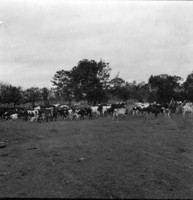 Vacas leiteiras da Fazenda Palmares em Rio Branco (AC)