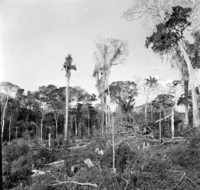 Desmatamento e mata  ao fundo na BR - 317 próximo de Brasiléia (AC)