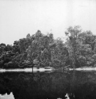 Detalhe de mata com árvores caidas no Rio Negro (AM)
