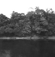 Mata no Rio Negro em Manaus (AM)