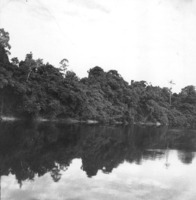 Mata no Rio Negro em Manaus (AM)
