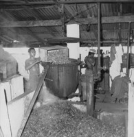 Beneficiamento da castanha em Manaus (AM)