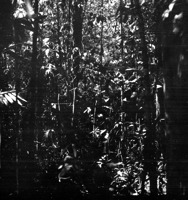 Interior de uma floresta na rodovia Humaitá - Lábrea 22 Km a oeste da beleza do Rio Ipixuna(AM)