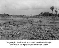 Vegetação de siriubal, próximo a cidade de Amapá devastado para plantação de arroz e pasto (AP)