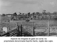Chegada do gado ao curral na propiedade  Espírito Santo na região das lajes no Amapá (AP)