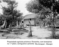 Propriedade agrícola próximo a Terezinha com laranjeiras, seringueiras e pimenta, rio Amapari em Macapá (AP)