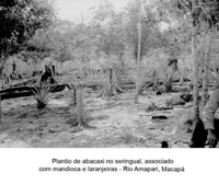 Plantio de abacaxi no seringal, associado com mandioca e laranjeiras, rio Amapari em Macapá (AP)