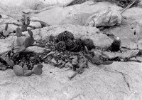 Cactácea substituindo as fendas da rocha em Encruzillhada (BA)