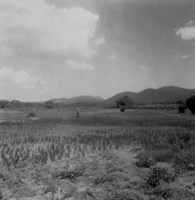 Plantações no Povoado Cruz na cidade de São Gonçalo dos Campos (BA)