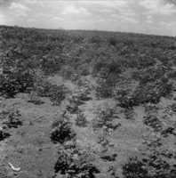 Plantação de mamona em Irecê (BA)