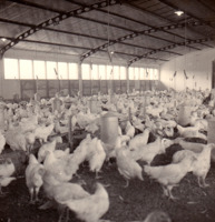Criação de frangos para o corte, fazenda do Torto : Brasília (DF)