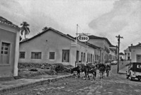 Tropa de burros em Goiás (GO)