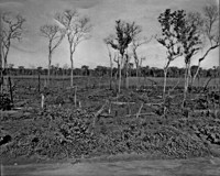 Derrubada com plantações de milho perto da estrada Pres. Dutra (GO)