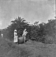 Colônia agrícola de Ceres : mulheres na colheita do café (GO)