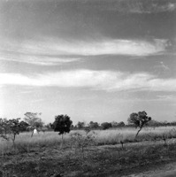 Savana artificial de Jaraguá, com árvores do cerrado na Belém-Brasília, 40km ao norte da entrada de Porangatu (GO)