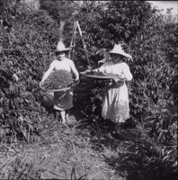 Mulheres peneirando café em Fazenda Mata (MG)