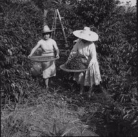 Mulheres peneirando café em Fazenda Mata (MG)