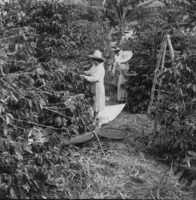 Mulheres colhendo café em Fazenda Mata (MG)