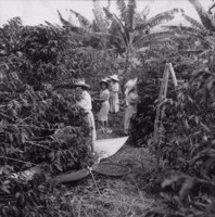 Mulheres colhendo café em Fazenda Mata (MG)