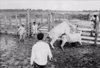 Cruzamento do gado Zebú (inceminação artificial) na Fazenda São Sebastião (PA)