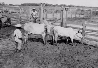 Curral do gado Zebú, na Fazenda São Sebastião na Ilha de Marajó (PA)