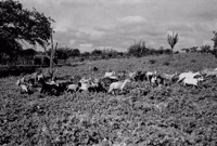 Cabras pastando no Povoado Pau Ferro em Bonfim do Piauí (PI)