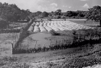 Terra preparada para plantação de mandioca em Oeiras (PI)