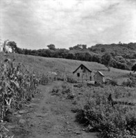 Casa de colono descendente de italiano : plantação de milho : Município de Laranjeiras do Sul (PR)
