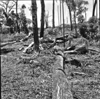 Aspecto da derrubada de floresta primitiva : Município de Rondon (PR)