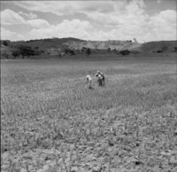 Várzea com arroz, vendo-se os homens limpando o terreno 150 ms. : Município de São Sebastião do Alto (RJ)