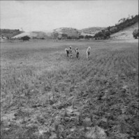 Várzea com arroz, vendo-se os homens limpando o terreno 150 ms. : Município de São Sebastião do Alto (RJ)