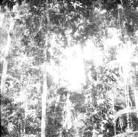 Sub-bosque da terra firme, semidecídua entre Vila Murtinho e a rodovia Guajará-Mirim Abunã. Nota-se a quantidade de palmeiras, bananeiras bravas,  cipós e troncos grossos de castanheira (RO)