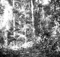 Sub-bosque da mata de terra firme, semidecídua entre Vila Murtinho e a rodovia Guajará-Mirim Abunã. Nota-se quantidade de palmeiras, bananeiras bravas, cipós e troncos grossos de castanheiras (RO)