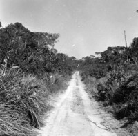 Caminho carroçável aberto na capoeira do desmatamento inicial da estrada Abunã-Rio Branco (RO)