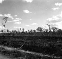 Grande queimada para formar pasto na BR-319  a 27 km ao norte da balsa do Madeira em Porto Velho, nota-se palmeiras e babaçu na mata (RO)