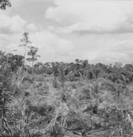 Derrubada em formação homogênea de palmeiras inajás, junto da vila de Mucajaí (RR)