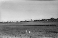 Plantação de arroz na localidade de São Miguel das Missões (RS)