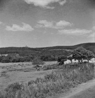 Casa de pequeno proprietário : vendo-se gado e plantação de acácia negra ao fundo : Caí(RS)