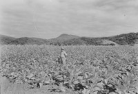 Plantação de tabaco de um colono de origem italiana, próximo a Nova Trento (SC)