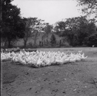 Criação de galinhas : Colônia da Vila Varpa (SP)