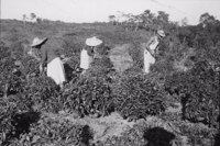 Município de Registro : trabalhadores podando o chá (SP)