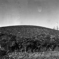 Plantação de chá no município de Registro : excursão à região sul, 1972 (SP)