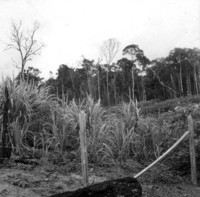 Derrubada ao lado da estrada para Itacoatiara vendo-se plantaçào de cana em Manaus (AM)
