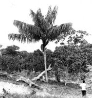 Palmeira Bacaba : Companhia Brasileira de Plantações : Manaus (AM)