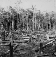 Derrubada e queimada para plantação em Manaus (AM)