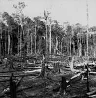 Derrubada e queimada para plantação em Manaus (AM)