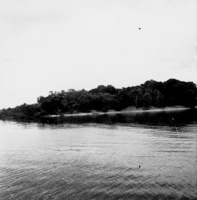 Rio Negro, ilha com vegetação em Manaus (AM)