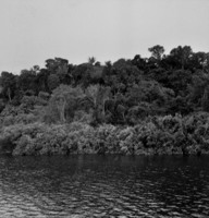 Rio Negro, detalhe de mata em Manaus (AM)