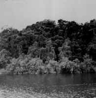 Rio Negro, detalhe de mata em Manaus (AM)